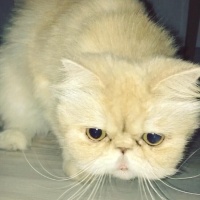 İran Kedisi (Persian), Kedi  Çiko fotoğrafı