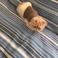 İran Kedisi (Persian), Kedi  Çiko fotoğrafı