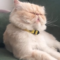İran Kedisi (Persian), Kedi  Çiko fotoğrafı