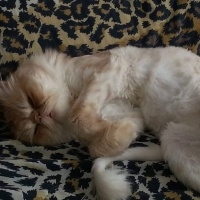 İran Kedisi (Persian), Kedi  Çiko fotoğrafı