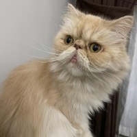 İran Kedisi (Persian), Kedi  Çiko fotoğrafı