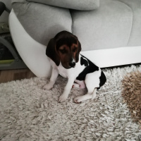 Beagle, Köpek  Odi fotoğrafı