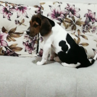 Beagle, Köpek  Odi fotoğrafı