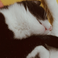 Tuxedo (Smokin) Kedi, Kedi  Maria fotoğrafı