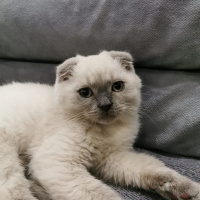 Scottish Fold, Kedi  leo fotoğrafı