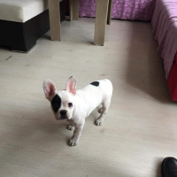 Fransız Bulldog, Köpek  Badi fotoğrafı