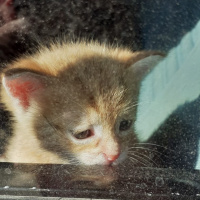 Tekir Kedi, Kedi  Muzo fotoğrafı