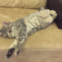 British Shorthair, Kedi  Gumus fotoğrafı