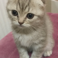 Scottish Fold, Kedi  Şila fotoğrafı