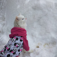 Van Kedisi, Kedi  Paçoz fotoğrafı