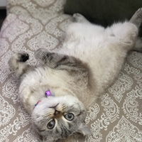 Scottish Fold, Kedi  Lokum fotoğrafı
