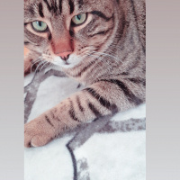 Tekir Kedi, Kedi  Şakir fotoğrafı