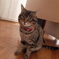 Tekir Kedi, Kedi  Şakir fotoğrafı