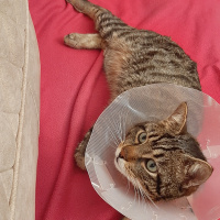 Tekir Kedi, Kedi  Şakir fotoğrafı