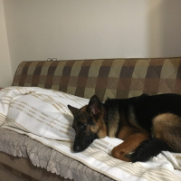 Alman Çoban Köpeği, Köpek  Gizmo fotoğrafı
