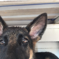 Alman Çoban Köpeği, Köpek  Gizmo fotoğrafı