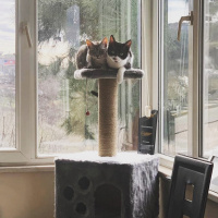 Tuxedo (Smokin) Kedi, Kedi  Ege fotoğrafı