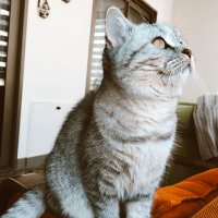 British Shorthair, Kedi  Mırmır fotoğrafı