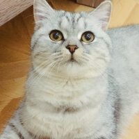 British Shorthair, Kedi  Mırmır fotoğrafı