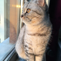 British Shorthair, Kedi  Mırmır fotoğrafı