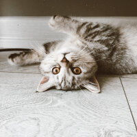 British Shorthair, Kedi  Mırmır fotoğrafı