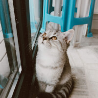 British Shorthair, Kedi  Mırmır fotoğrafı