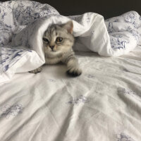 British Shorthair, Kedi  Mırmır fotoğrafı