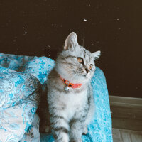 British Shorthair, Kedi  Mırmır fotoğrafı