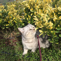 British Shorthair, Kedi  Mırmır fotoğrafı