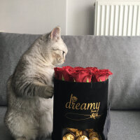 British Shorthair, Kedi  Mırmır fotoğrafı