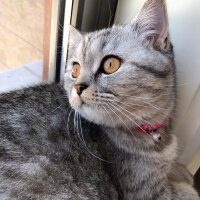 British Shorthair, Kedi  Mırmır fotoğrafı