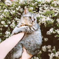 British Shorthair, Kedi  Mırmır fotoğrafı