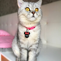 British Shorthair, Kedi  Mırmır fotoğrafı