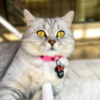 British Shorthair, Kedi  Mırmır fotoğrafı