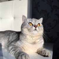 British Shorthair, Kedi  Mırmır fotoğrafı