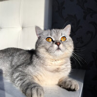 British Shorthair, Kedi  Mırmır fotoğrafı