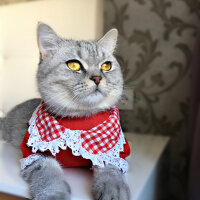 British Shorthair, Kedi  Mırmır fotoğrafı