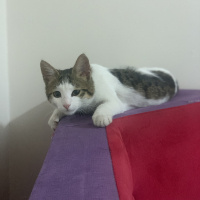 Tekir Kedi, Kedi  Paşa fotoğrafı
