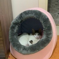 Tekir Kedi, Kedi  Paşa fotoğrafı