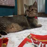 British Shorthair, Kedi  Berlin fotoğrafı