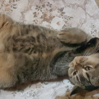 British Shorthair, Kedi  Berlin fotoğrafı