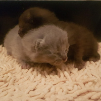 British Shorthair, Kedi  Berlin fotoğrafı