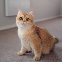 British Shorthair, Kedi  Berlin fotoğrafı