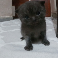 British Shorthair, Kedi  Berlin fotoğrafı