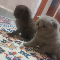 British Shorthair, Kedi  Berlin fotoğrafı
