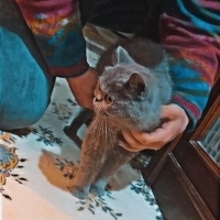 British Shorthair, Kedi  Berlin fotoğrafı