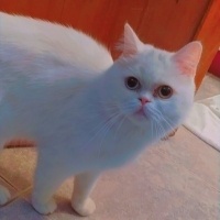 British Shorthair, Kedi  Berlin fotoğrafı