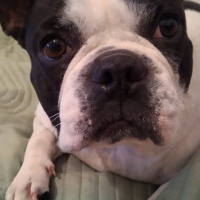Fransız Bulldog, Köpek  Coco fotoğrafı