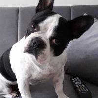 Fransız Bulldog, Köpek  Coco fotoğrafı