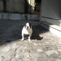 Fransız Bulldog, Köpek  Coco fotoğrafı